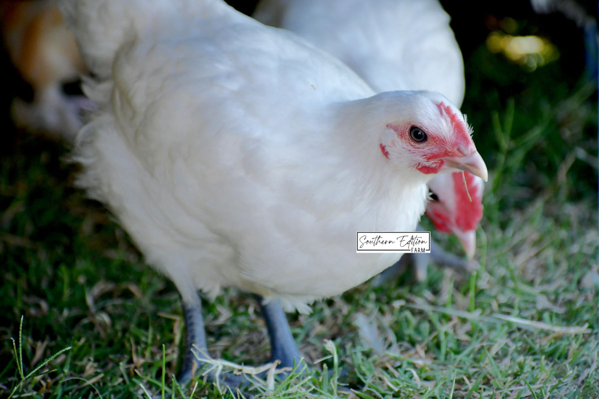 10 Isabel Brahma Hatching Eggs-NPIP Certified
