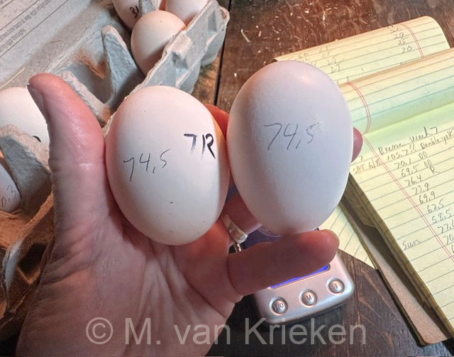 two-big-eggs-van-krieken.jpg - or