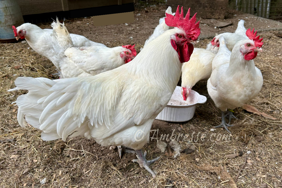 Young American Bresse rooster and a few of the "girls" at Ambresse Acres in 2024.