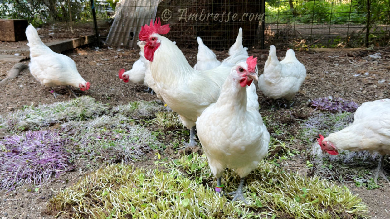 Flock of American Bresse Chickens at Ambresse Acres, in Washington State.