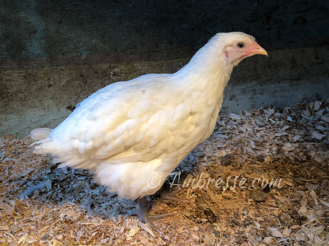 7-week-old started pullet.