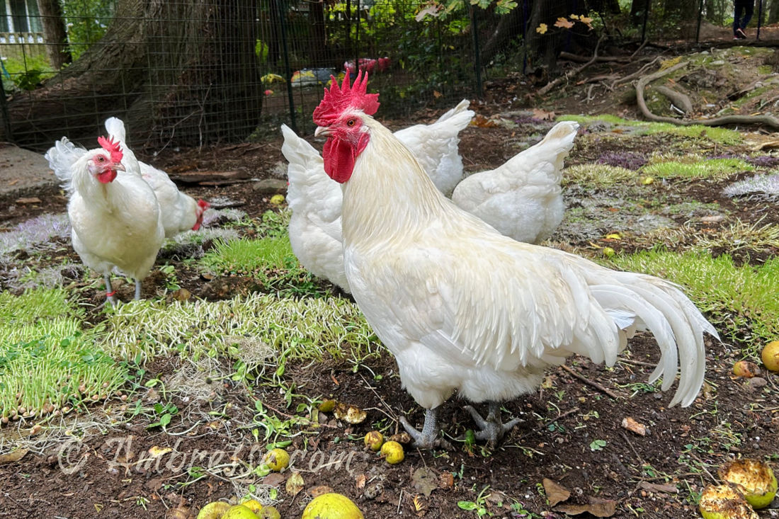 Flock of American Bresse chickens at Ambresse Acres in Port Angeles, WA.