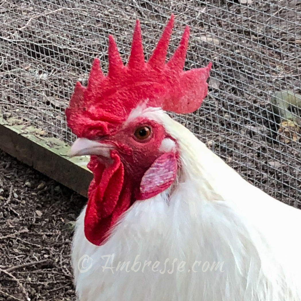 MR flock rooster at Ambresse Acres.