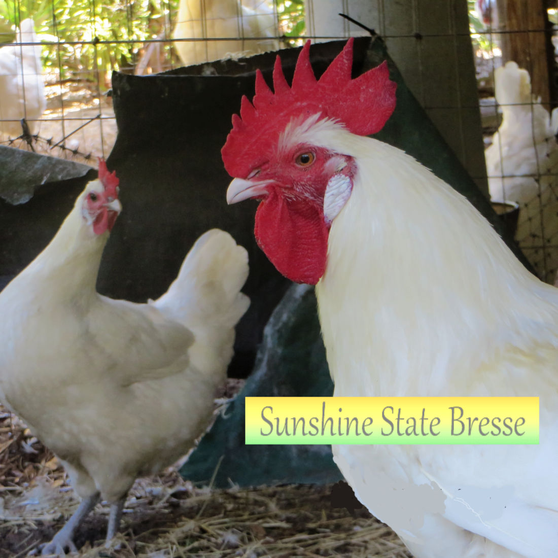 Sunshine State Bresse, owned by Frank Scarola.