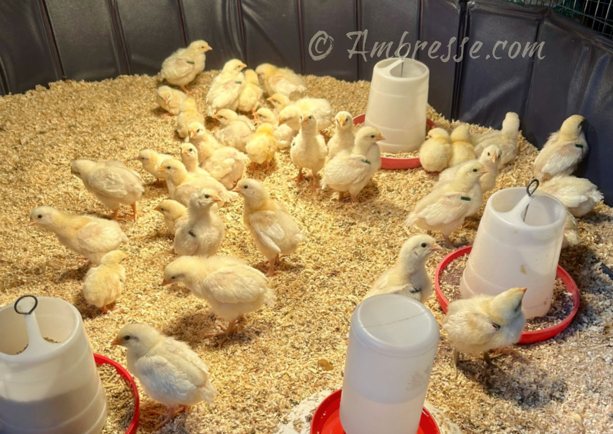 Week-old American Bresse chicks at Ambresse Acres.