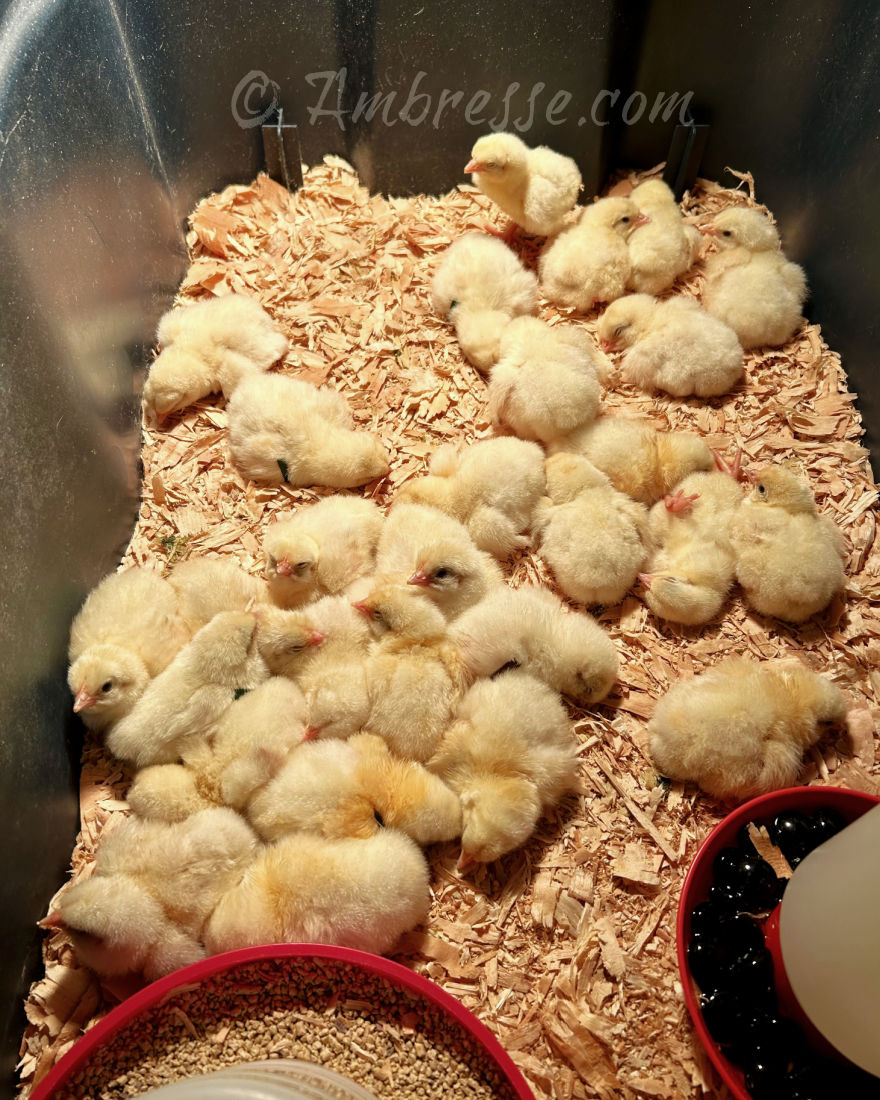 American Bresse day-old chicks in early October 2024 at Ambresse Acres.