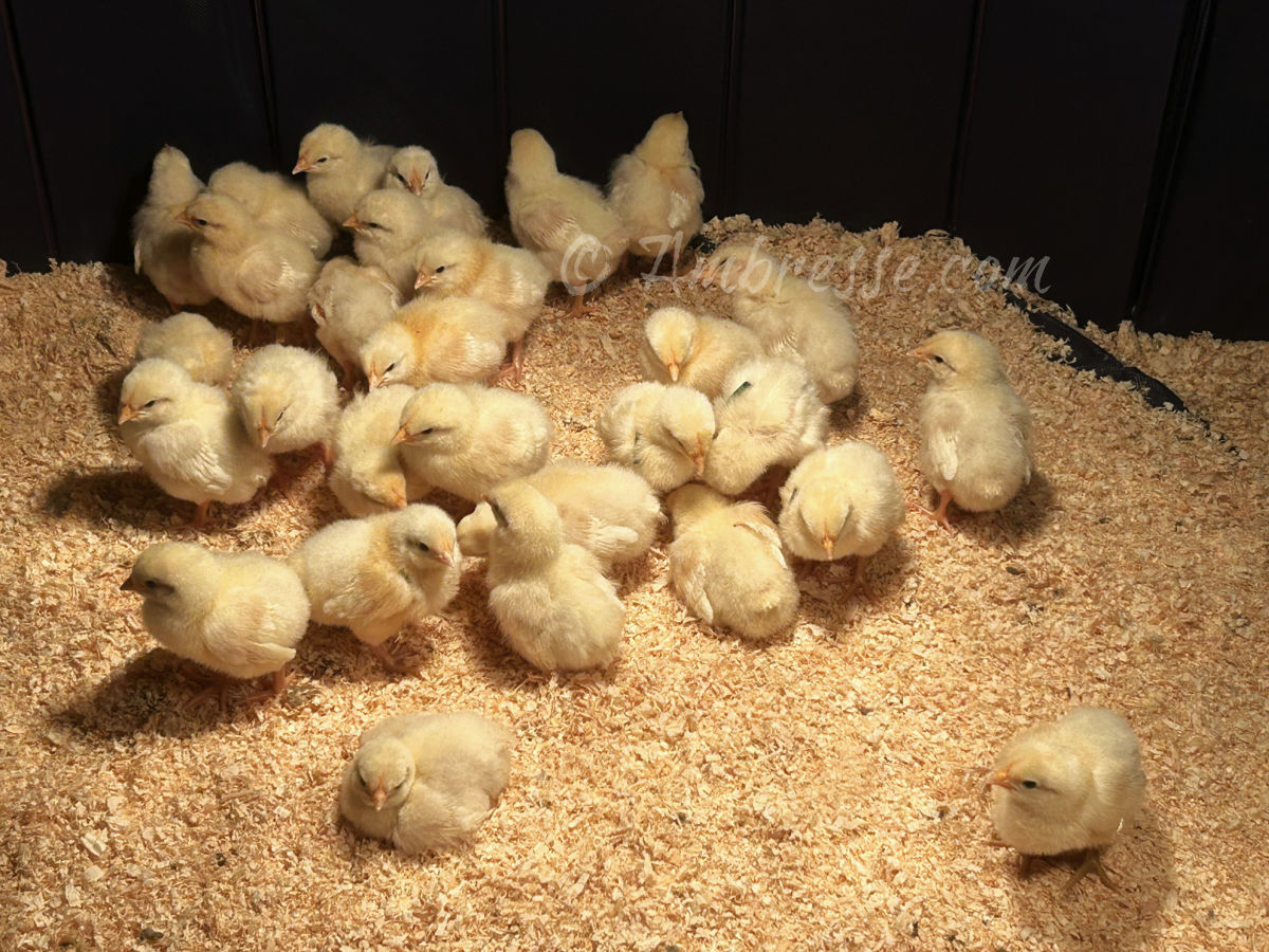 2-day-old chicks at Ambresse Acres.