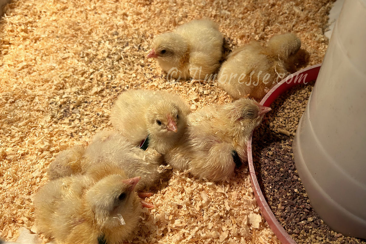 Mid-hatch: Am-Bresse chicks at Ambresse Acres. A few chicks are still damp!