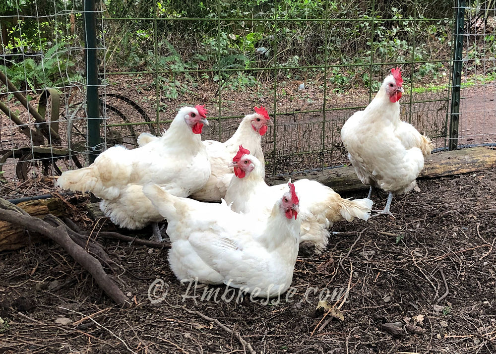 Klatch of American Bresse hens during a muddy western Washington springtime.