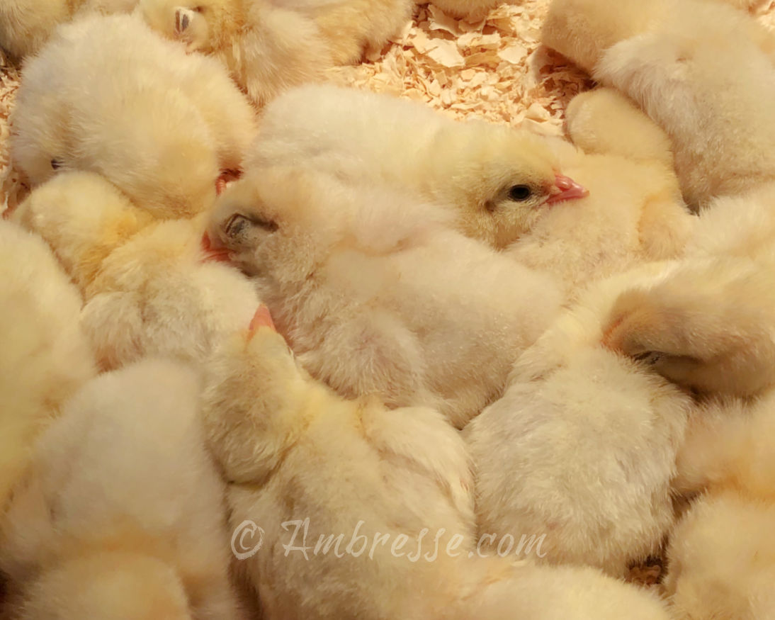 American Bresse day-old chicks at Ambresse Acres.