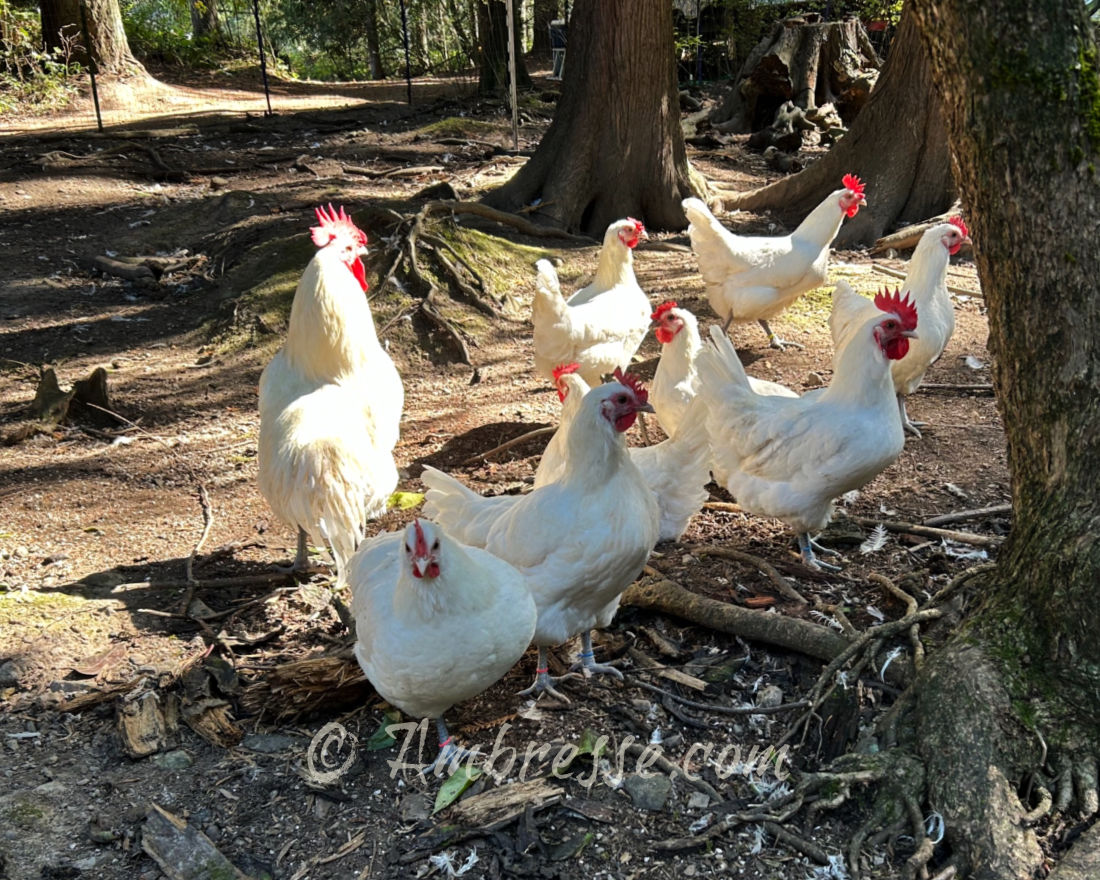 Ambresse Acres flock in September 2024.