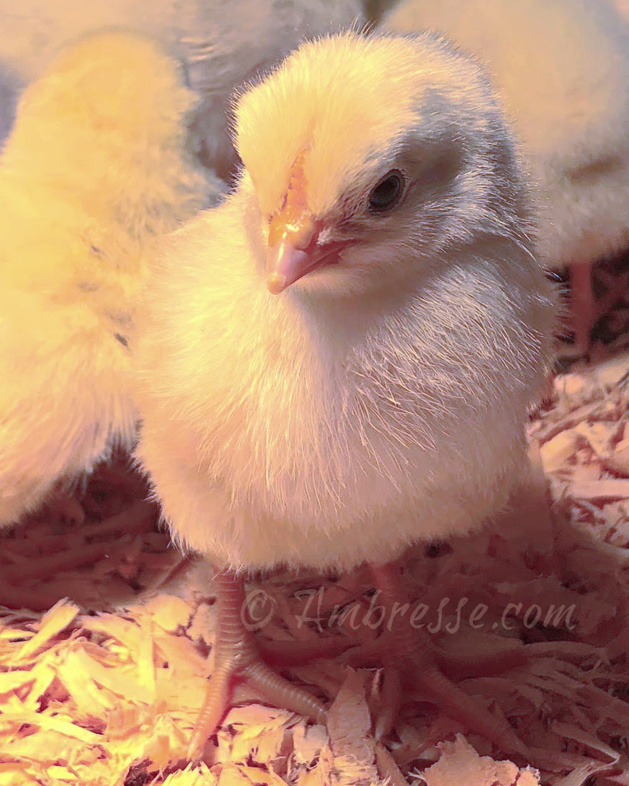 White ABC day-old chick at Ambresse Acres.