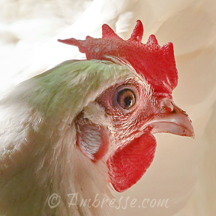 Miss Bliss, American Bresse hen at Ambresse Acres.