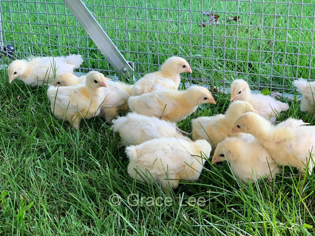 American Bresse chicks at Grace to Glory Farm in Tennessee.