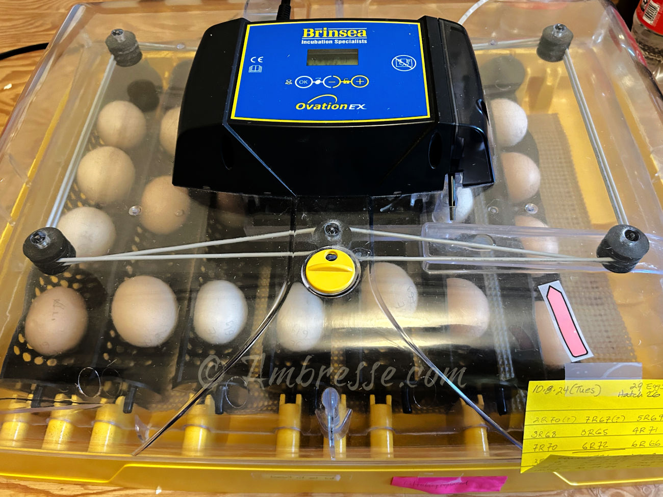 Brinsea Ovation 56EX Incubator in use. These eggs have been incubating for one week.