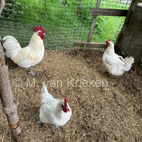 cock-two-hens-van-krieken-sq.jpg - or