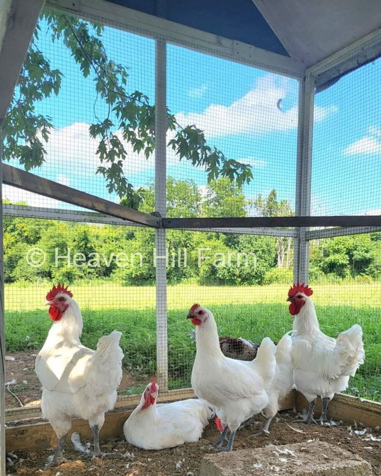 Beautiful American Bresse cockerels and pullets at Heaven Hill Farm.