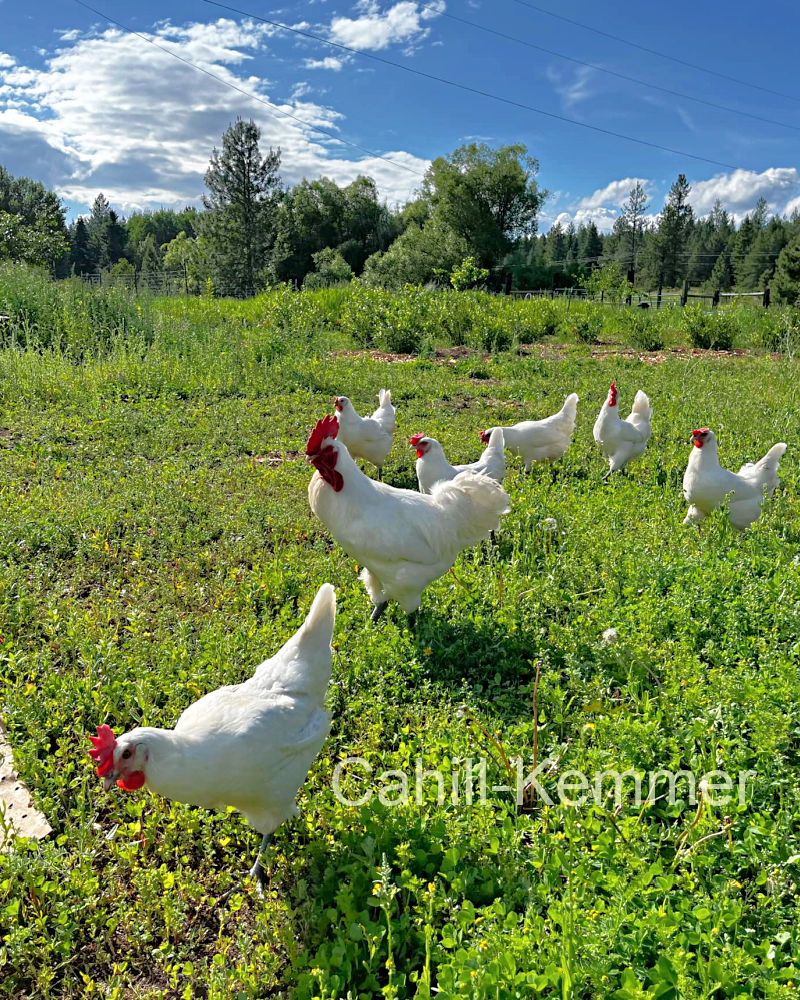 Kemmer's pastured American Bresse flock in WA.