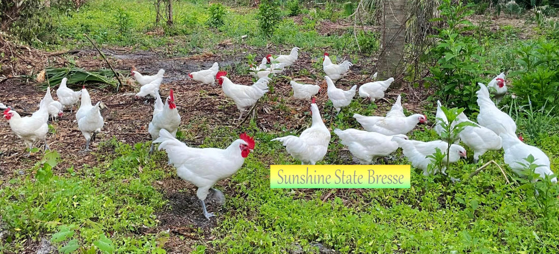 Flock of American Bresse chickens at Sunshine State Bresse, owned by Frank Scarola.