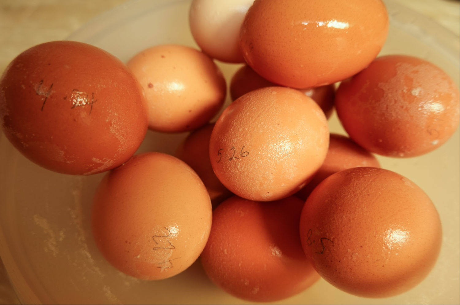 Waterglassed eggs removed from the solution. They will be thoroughly rinsed off and placed into an egg carton in the refrigerator.