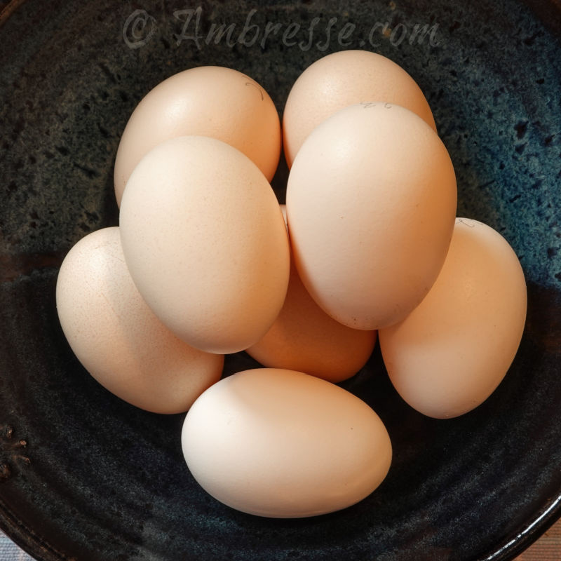 Tinted American Bresse eggs from white American Bresse.