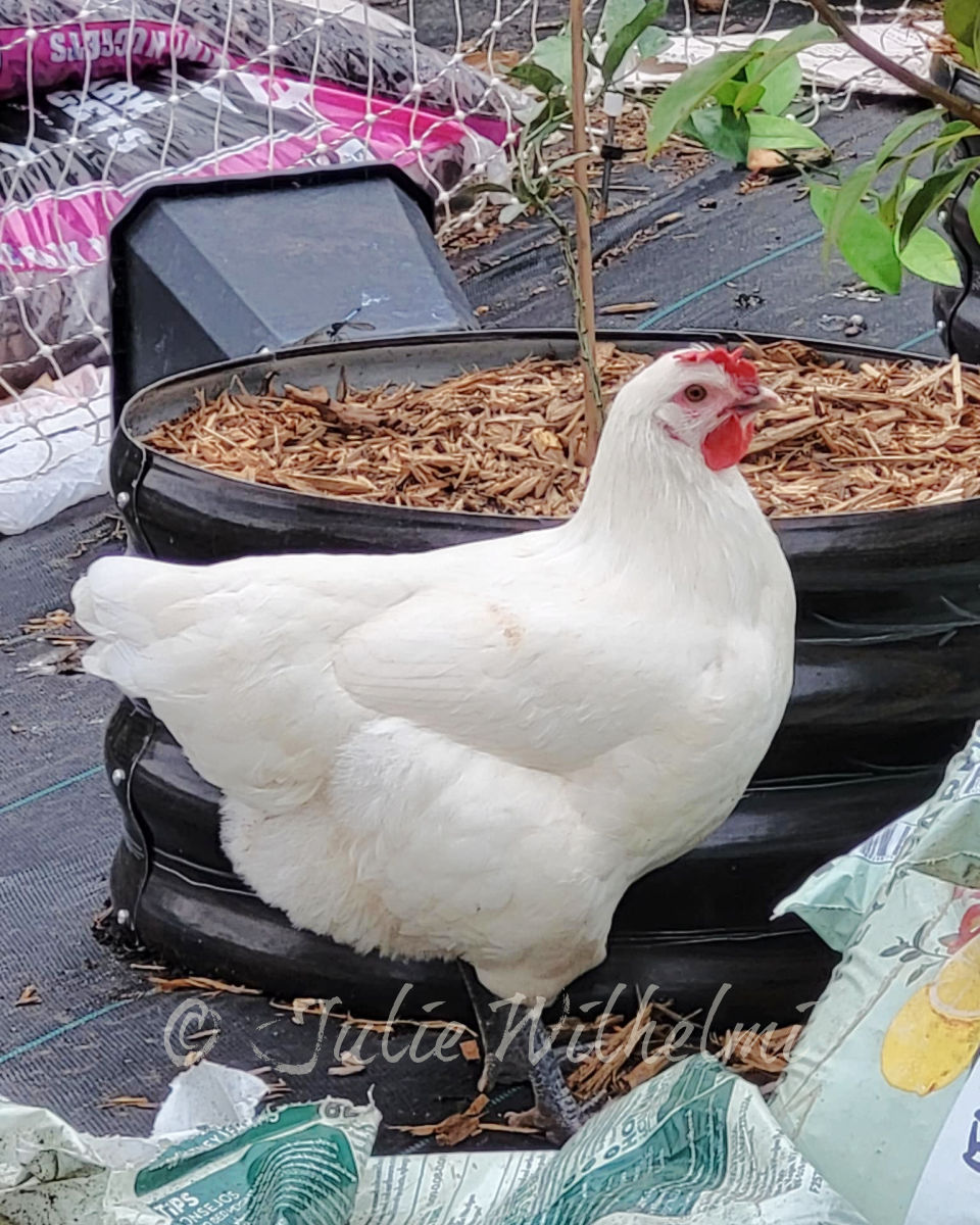 ABC hen in Wilhelmi flock in GA.