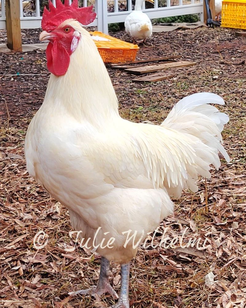 ABC cock in Wilhelmi flock in GA.